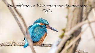 Die gefiederte Welt rund um Blaubeuren - Teil 1