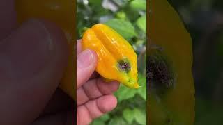 Blossom End Rot on a Super Hot Chili Pepper #hotpepper #gardening #peppergarden #Trinidadscorpion