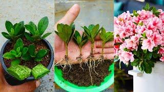 How to grow azalea plant from cuttings in simple way with updates