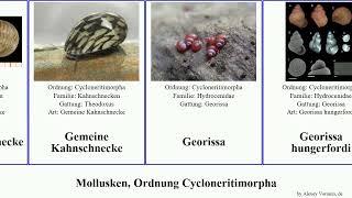 Mollusken, Ordnung Cycloneritimorpha mollusca Georissa Theodoxus Donau-Kahnschnecke Other Rewired