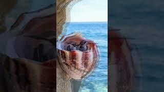 Hummingbird chicks inside a sea shell  #birds #hummingbird #sea #shorts #viralshorts