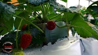 Growing strawberries all year | Local Focus