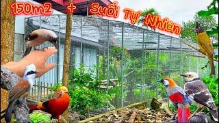 Chiêm Ngưỡng Aviary Đậm Nét Rừng Việt Nam sở hữu suối cá Koi & Nhiều loài chim đẹp || Đạt Bird TV