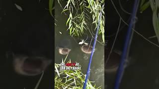 The Great Gaping Showdown #shorts #fish #fishing