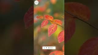 "The Beauty of Autumn: A Short Film Featuring Nature's Splendor" | Rise and Shine Meditation