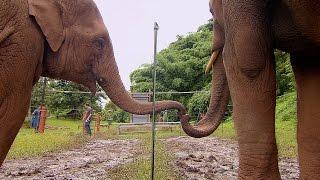 Elephants Learn To Work Together | Super Smart Animals | BBC Earth