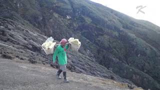 Kaliandra di Kawah Ijen Banyuwangi