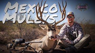 Muleys South of the Border. Big Mule Deer in Mexico.