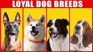 10 Extreme Loyal Dog Breeds