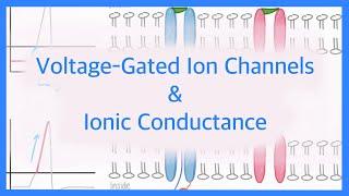 Action Potentials: Voltage Gated Ion Channels & Ionic Conductance