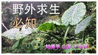 聊聊吧！野外哪些可以吃 哪些不能吃 ！ 野外求生專用 ！姑婆芋 千年芋 山芋 怎麼分?