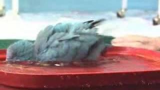 Quaker Parrots - Bather's Dance