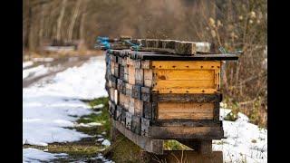 The Simplicity of Selection and Breeding of Honeybees in the Treatment-Free apiary with Terry Combs