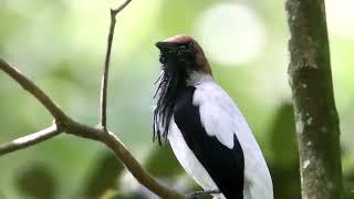 Bearded Bellbird (Procnias averano)