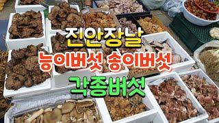 진안장날 능이버섯 송이버섯 밤버섯 밀버섯 싸리버섯 각종버섯 가격시세