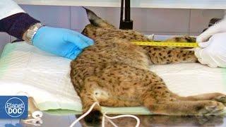 Iberian Lynx Documentary | Part 5