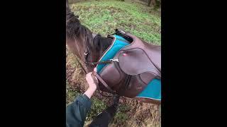 Dodgy gates, getting on, getting off and random boulders. The joys of horse riding  #horse