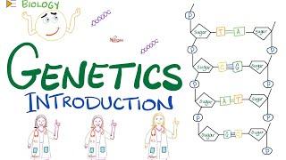 Introduction to Genetics - DNA, RNA, Genes, Nucleosides, Nucleotides, Transcription, Translation