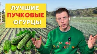 Какие Пучковые Огурцы Лучше и Почему 