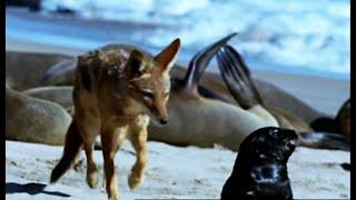 Cape Fur Seal Pups vs Black Back Jackalls | Dune | BBC Earth