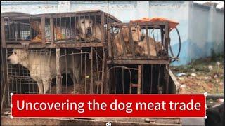 Uncovering the dog meat trading market