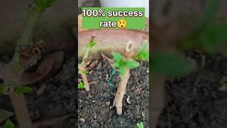 Grow Allamanda Flower plant from cuttings at home | कटिंग से अलमंडा को कैसे ग्रो करें #shorts