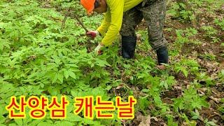 산양삼캐기. 산양삼농장 경영 노하우