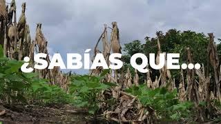 Milpa intercalada con árboles frutales MIAF