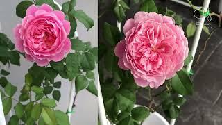 SOEUR EMMANUELLE ROSE IN MALAYSIA (2nd Flush 1st Year) | Little SQFT