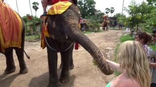 Feeding the elephants from a local fruit and veg donation