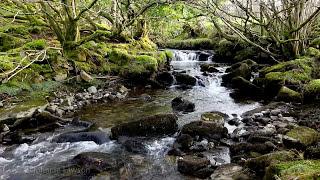 Forest River Nature Sounds-Mountain Stream Waterfall-8 Hr Relaxing Birds & Water Sounds for Sleeping