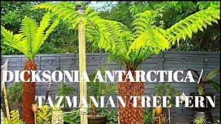 DICKSONIA ANTARCTICA / TAZMANIAN TREE FERN GROWING IN TROPICAL GARDEN UK