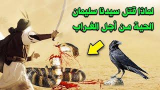 The wonderful story of the Prophet Solomon with the serpent and the raven