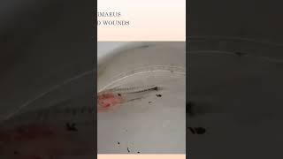 Sick Corydoras.  See link complete video. #catfish #corydoras #fishdisease