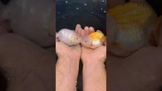 Chunky goldfish KISSING (winter care)