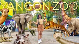 Yangon Zoo 2024 | Visiting Every Animals Within 2 Hours Challenge | 118th Birthday