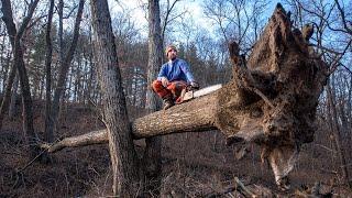 Harvesting a Flying Tree