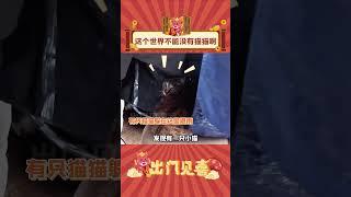 猫猫：来啊，一起避雨吧！#娱乐评论 #猫咪 #避雨 #shorts  #出门见喜