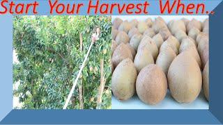 When to Harvest or Pick Giant Naseberries or Sapodillas (Narrated)