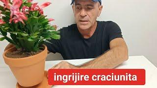 ingrijire Crăciuniță