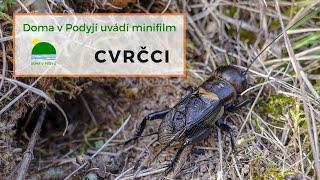 Cvrček polní (Gryllus campestris)