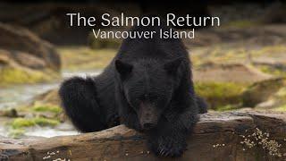 The salmon return on Vancouver Island, British Columbia