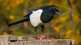 Eurasian Magpie Enjoys a Meaty Treat ~ Pica pica