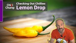 Aji Lemon Drop - Episode 8: Checking out Chillies with ChilliChump