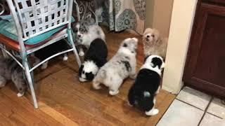 Australian Shepherd puppies herding