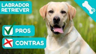   VENTAJAS y DESVENTAJAS de tener un LABRADOR RETRIEVER  PROS  CONTRAS Perros LABRADOR RETRIEVER