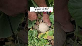 homegrown Cantaloupe #gardening #organic #fruit how to cut Cantaloupe / kharbuja