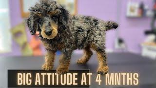 The BIGGEST personality on a FIESTY PUPPY Poodle!!