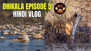 Baagh Ka Aisa Chalava ki Pehchaanna Mushqil | Discover Wild Paws Jim Corbett Dhikala Series Hindi 4K