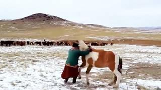 Mongolian Horsemen in action